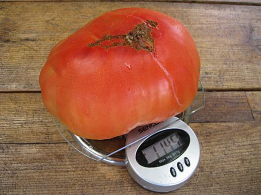 Kaimynės milžinas pomidoras 1,145 kg